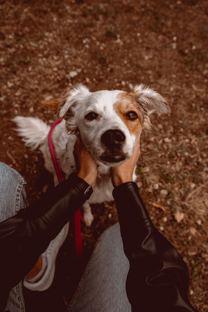 A vertical high angle shot of a cute dog in a fieldの写真素材