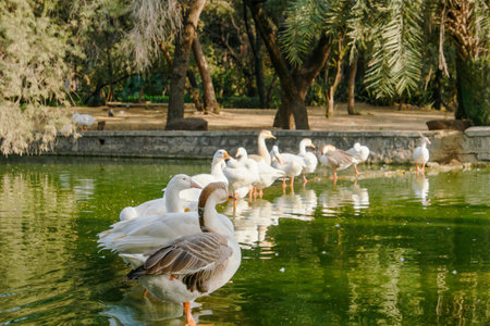 A closeup shot of geese in the lake of a parkの写真素材