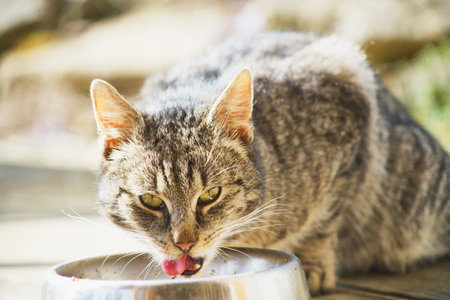 Domestic cat eating from a bowlの写真素材