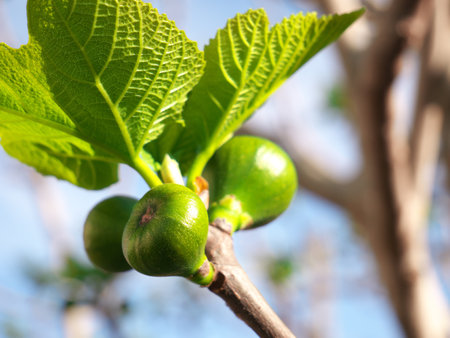 A selective focus shot of ripening green figsの写真素材
