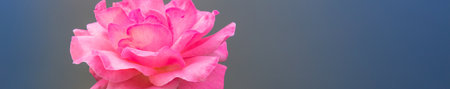 A panoramic shot of a pink rose head