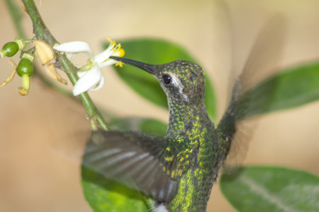 A happy little green hummingbird flapping its wings while feeding on nectar from white flowerの写真素材