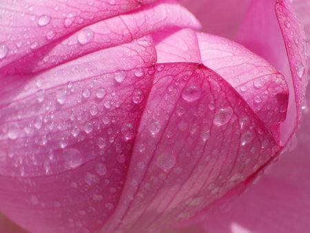 A closeup shot of water droplets on the pink petals of a lotus flowerの写真素材