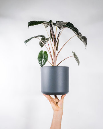 A vertical shot of hands holding a potted plant