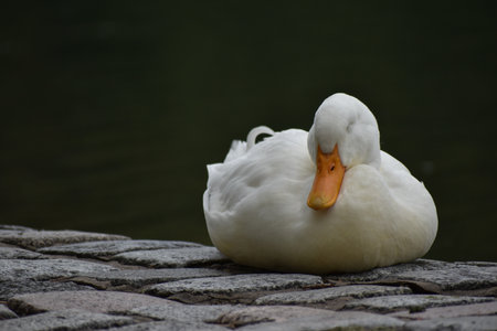 Sleeping domestic duck (Anas platyrhynchos domestica), or white pekin, near a lake,の写真素材