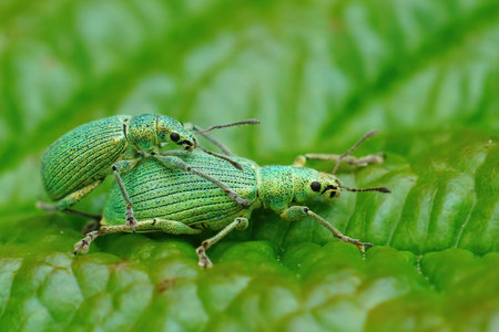 A copulating pair of green immigrant leaf weevils, polydrusus formosusの写真素材
