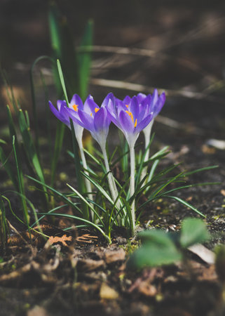 Beautiful violet giant crocus flowers blooming in the gardenの写真素材