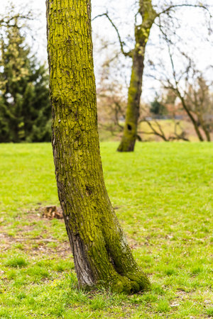 A vertical shot of trees in a garden with fresh green grassの写真素材