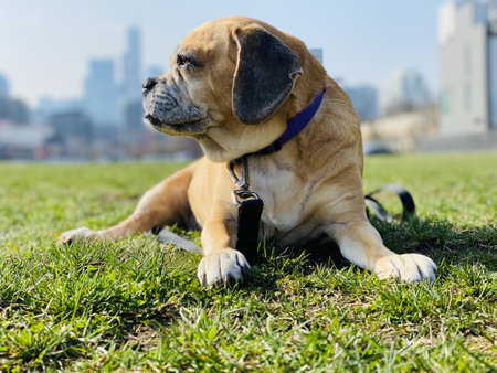 A shallow focus of a puggle on a green lawn in Chicagoの写真素材