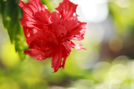 A selective focus shot of a beautiful red hibiscusの写真素材