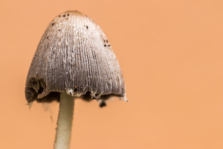 A closeup shot of a mushroom against an orange background - copy space