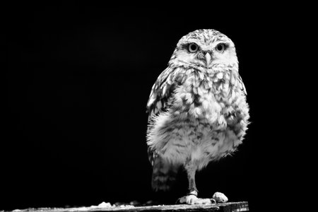 A grayscale shot of an owl isolated on a black backgroundの写真素材