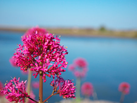 A closeup shot of beautiful pink flowers against blue lake backgroundの写真素材