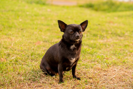 A cute little black chihuahua sitting on green grassの写真素材