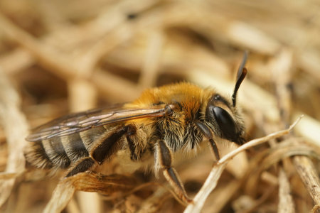 A closeup shot of a female of the Heather mining bee on the groundの写真素材