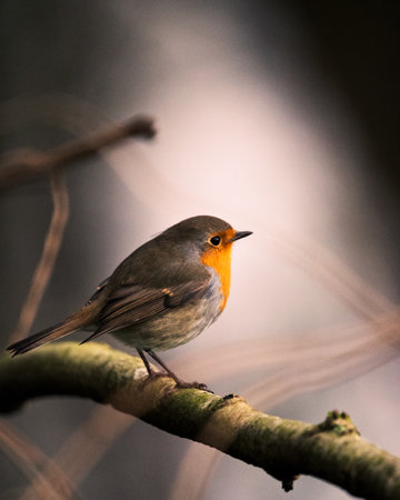 A closeup shot of European robinの写真素材