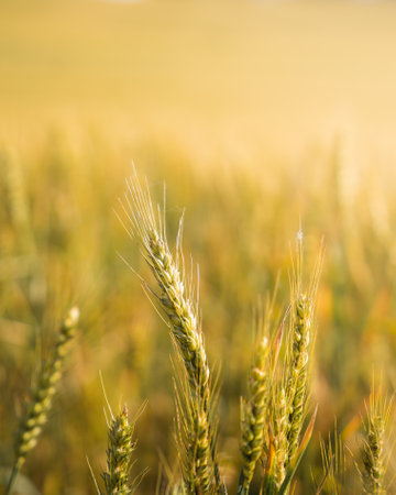 A vertical shot of wheat spikes in an agricultural fieldの写真素材