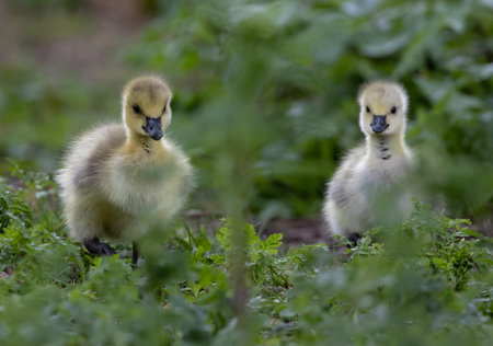 Two cute ducklings near green plantationsの写真素材