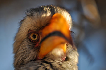 A closeup shot of the southern yellow-billed hornbill (Tockus leucomelas) looking at the camera