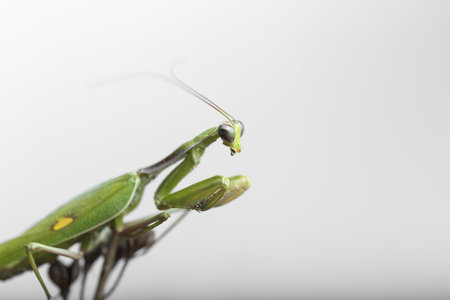 insects, close-up of a green praying mantis viewed in profile on white background, horizontal photoの写真素材