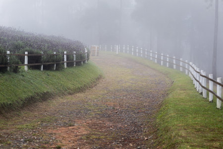 A fenced road through the forests on a foggy dayの写真素材