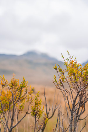 A vertical shot of growing vegetation in mountains