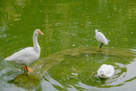 A closeup shot of aquatic birds in the lake of a park