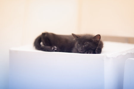 A closeup shot of a cute black kitten lying on a white surfaceの写真素材