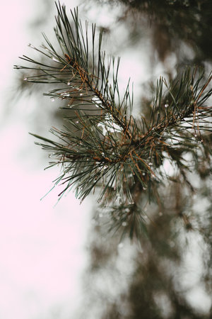 A selective focus shot of a sprue tree branch covered in snowの写真素材