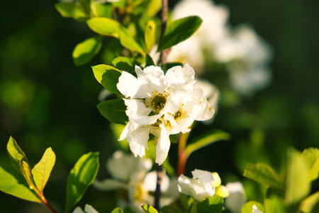 A closeup shot of beautiful cherry blossom flowersの写真素材