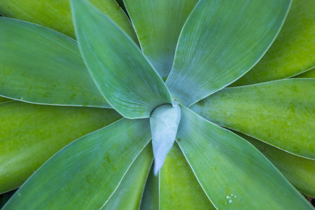 A macro shot of an agaveの写真素材