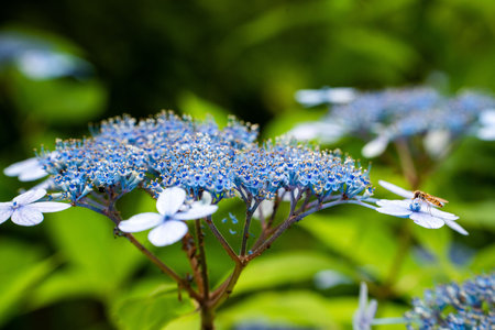 A soft focus of blue hydrangea flowers blooming at a gardenの写真素材