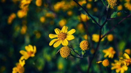 A closeup shot of beautiful yellow arnica flowers in a garden