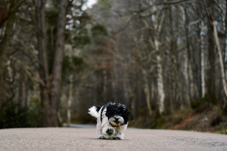 A cute spaniel puppy playing on an asphalt roadの写真素材