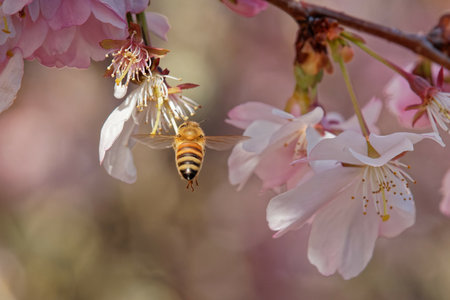 A closeup shot of a bee sitting on a blooming Magnolia flower