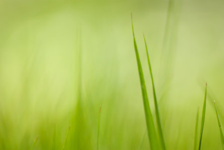 A closeup of tall blades of grass on a blurred green backgroundの写真素材