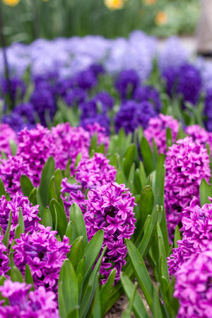 A closeup shot of beautiful hyacinthsの写真素材