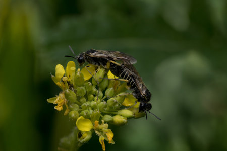 A closeup shot of bees pollinating on the flower