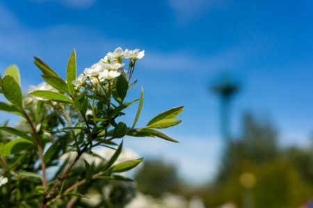 A closeup shot of a tree with white flowers in the blue sky backgroundの写真素材
