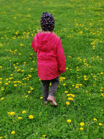 A back view of a cute little girl walking in a meadow full of dandelionsの写真素材