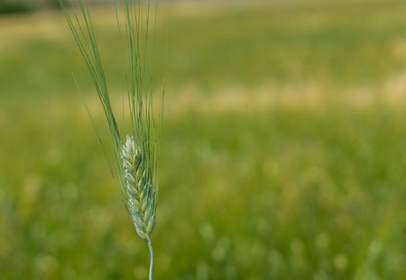 wheat fields in the sunming organic farの写真素材