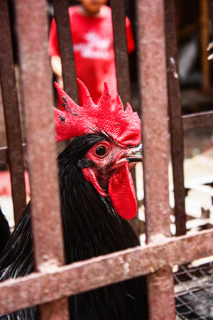 A closeup shot of a rooster inside a metallic cageの写真素材
