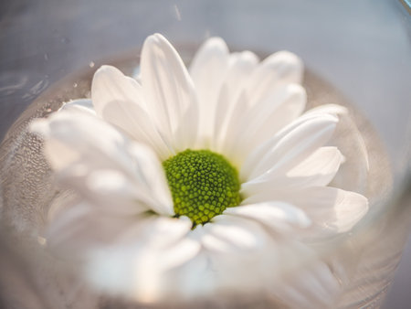 A closeup shot of a white daisy in a glass of waterの写真素材
