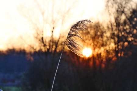 A beautiful view of the wheat straw and the sun peeking through the branches of the trees
