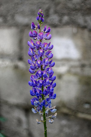 A closeup shot of a beautiful flowerの写真素材