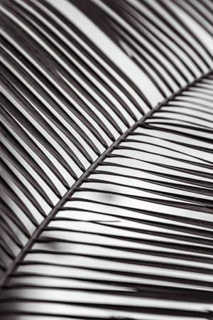 A grayscale vertical shot of a palm tree branchの写真素材