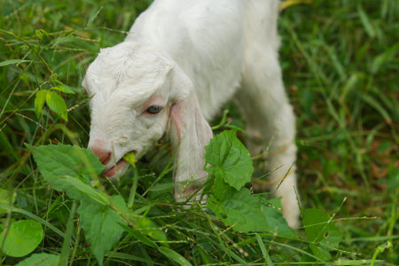 A cute little baby goat grazing in a green meadowの写真素材