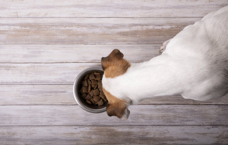 A top view of a dog eating food from the metallic bowl
