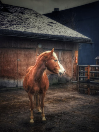 A vertical shot of a horse outside of the stable on a gloomy dayの写真素材