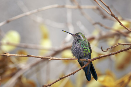 A chubby green hummingbird standing on dry tree branch in a forest with blurred backgroundの写真素材